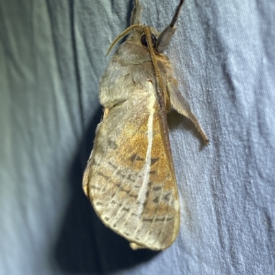 Oxycanus dirempta (Variable Oxycanus) at Jerrabomberra, NSW - 5 Jun 2023 by Steve_Bok