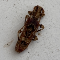 Tessaromma undatum (Velvet eucalypt longhorn beetle) at QPRC LGA - 6 Jun 2023 by Steve_Bok