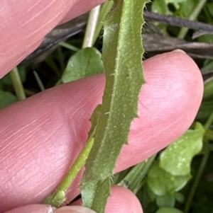 Capsella bursa-pastoris at Kangaroo Valley, NSW - suppressed