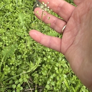 Capsella bursa-pastoris at Kangaroo Valley, NSW - suppressed