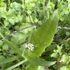 Capsella bursa-pastoris at Kangaroo Valley, NSW - suppressed