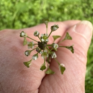 Capsella bursa-pastoris at Kangaroo Valley, NSW - suppressed