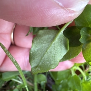 Stellaria media at Kangaroo Valley, NSW - suppressed