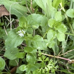 Stellaria media at Kangaroo Valley, NSW - suppressed