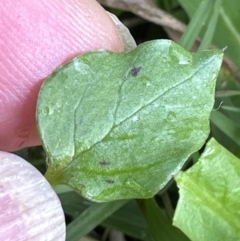 Stellaria media at Kangaroo Valley, NSW - suppressed