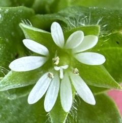 Stellaria media at Kangaroo Valley, NSW - suppressed