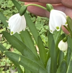 Leucojum aestivum (Summer Snowflake or Snowbell) at Kangaroo Valley, NSW - 6 Jun 2023 by lbradley