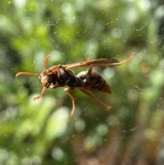 Polistes (Polistella) humilis (Common Paper Wasp) at Jerrabomberra, NSW - 6 Jun 2023 by Steve_Bok