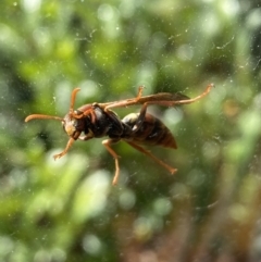 Polistes (Polistella) humilis (Common Paper Wasp) at Jerrabomberra, NSW - 6 Jun 2023 by SteveBorkowskis