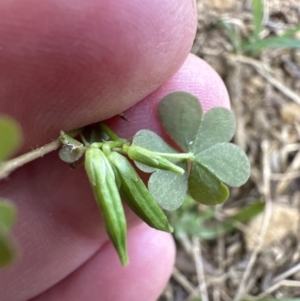 Oxalis sp. at Kangaroo Valley, NSW - 6 Jun 2023