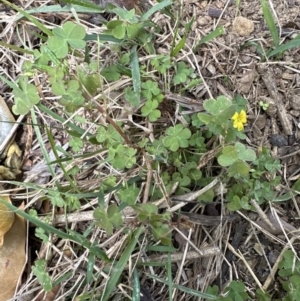 Oxalis sp. at Kangaroo Valley, NSW - 6 Jun 2023