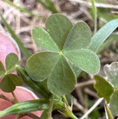 Oxalis sp. at Kangaroo Valley, NSW - 6 Jun 2023