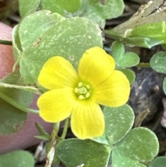 Oxalis sp. at Kangaroo Valley, NSW - suppressed