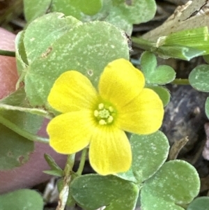 Oxalis sp. at Kangaroo Valley, NSW - 6 Jun 2023