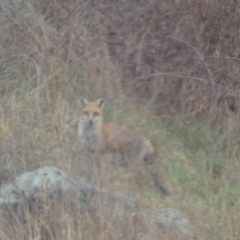 Vulpes vulpes (Red Fox) at Stromlo, ACT - 6 Jun 2023 by Steve_Bok