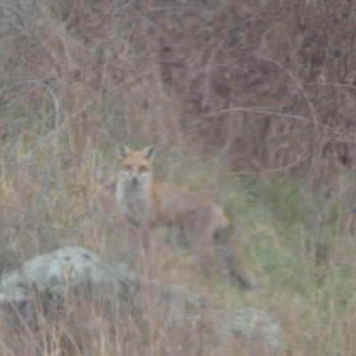 Vulpes vulpes (Red Fox) at Lower Molonglo - 6 Jun 2023 by Steve_Bok
