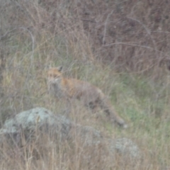 Vulpes vulpes at Stromlo, ACT - 6 Jun 2023 11:15 AM