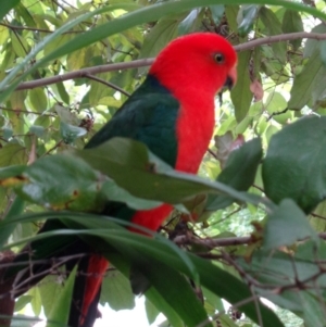 Alisterus scapularis at The Gap, QLD - 5 Jul 2018 12:57 PM