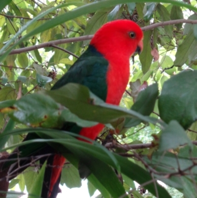 Alisterus scapularis (Australian King-Parrot) at Paten Park - 5 Jul 2018 by Paten