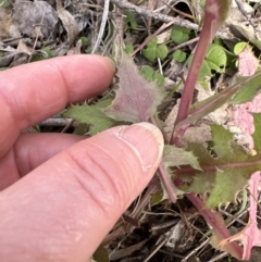 Sonchus oleraceus (Annual Sowthistle) at Kangaroo Valley, NSW - 6 Jun 2023 by lbradley