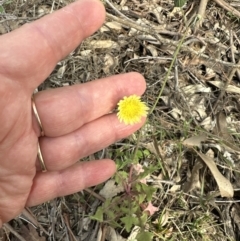 Sonchus oleraceus at Kangaroo Valley, NSW - 6 Jun 2023