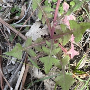 Sonchus oleraceus at Kangaroo Valley, NSW - 6 Jun 2023