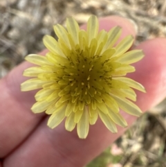 Sonchus oleraceus at Kangaroo Valley, NSW - 6 Jun 2023