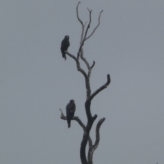 Aquila audax (Wedge-tailed Eagle) at Stromlo, ACT - 6 Jun 2023 by Steve_Bok