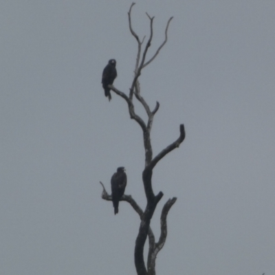 Aquila audax (Wedge-tailed Eagle) at Molonglo River Reserve - 6 Jun 2023 by Steve_Bok