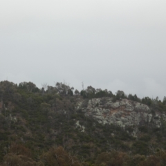 Aquila audax at Stromlo, ACT - 6 Jun 2023