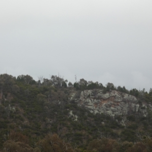 Aquila audax at Stromlo, ACT - 6 Jun 2023