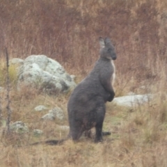 Osphranter robustus (Wallaroo) at Lower Molonglo - 6 Jun 2023 by Steve_Bok