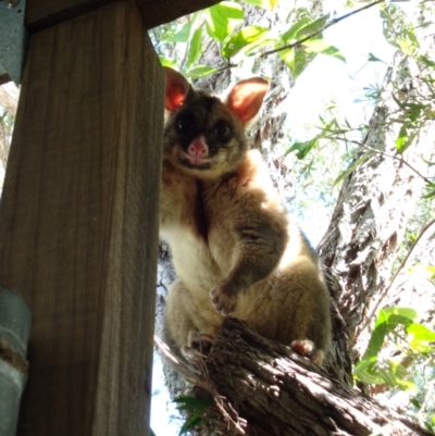 Trichosurus vulpecula (Common Brushtail Possum) at Paten Park - 26 Mar 2019 by Paten