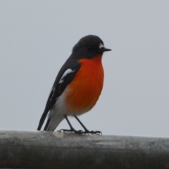 Petroica phoenicea (Flame Robin) at Molonglo Valley, ACT - 6 Jun 2023 by Steve_Bok