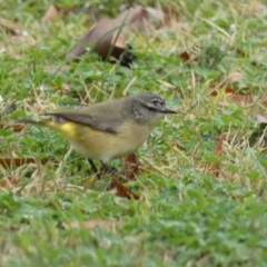 Acanthiza chrysorrhoa (Yellow-rumped Thornbill) at QPRC LGA - 6 Jun 2023 by Steve_Bok