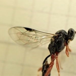 Megastylus sp. (genus) at Cook, ACT - 6 Jun 2023