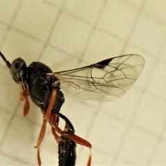 Megastylus sp. (genus) at Cook, ACT - 6 Jun 2023