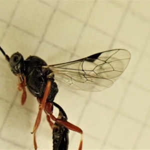 Megastylus sp. (genus) at Cook, ACT - 6 Jun 2023 10:44 AM