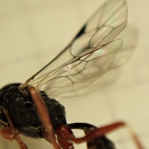 Megastylus sp. (genus) at Cook, ACT - 6 Jun 2023