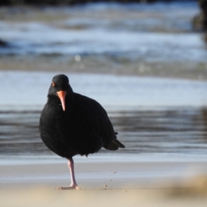 Haematopus fuliginosus at Narooma, NSW - suppressed