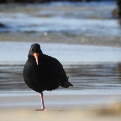 Haematopus fuliginosus (Sooty Oystercatcher) at Narooma, NSW - 29 May 2023 by GlossyGal