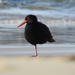 Haematopus fuliginosus at Narooma, NSW - suppressed