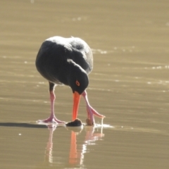 Haematopus fuliginosus (Sooty Oystercatcher) at Narooma, NSW - 29 May 2023 by GlossyGal