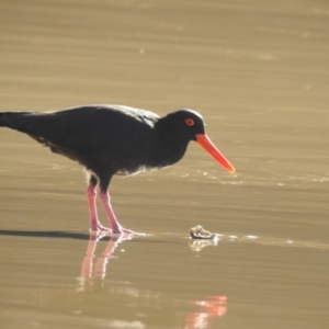 Haematopus fuliginosus at Narooma, NSW - suppressed