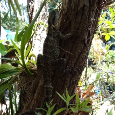 Intellagama lesueurii lesueurii (Eastern Water Dragon) at The Gap, QLD - 27 Sep 2019 by PPNN