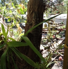 Intellagama lesueurii lesueurii at The Gap, QLD - 27 Sep 2019