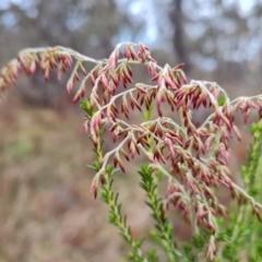 Cassinia sifton (Sifton Bush, Chinese Shrub) at Mount Mugga Mugga - 6 Jun 2023 by Mike