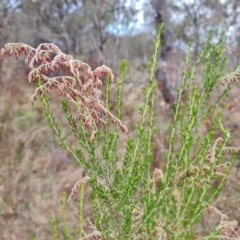 Cassinia sifton at O'Malley, ACT - 6 Jun 2023