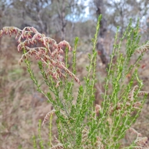 Cassinia sifton at O'Malley, ACT - 6 Jun 2023