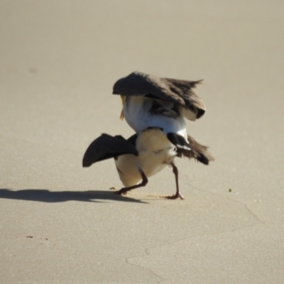 Vanellus miles (Masked Lapwing) at Narooma, NSW - 29 May 2023 by GlossyGal